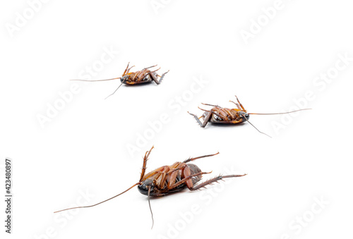 Cockroach dead on white background © sompong_tom