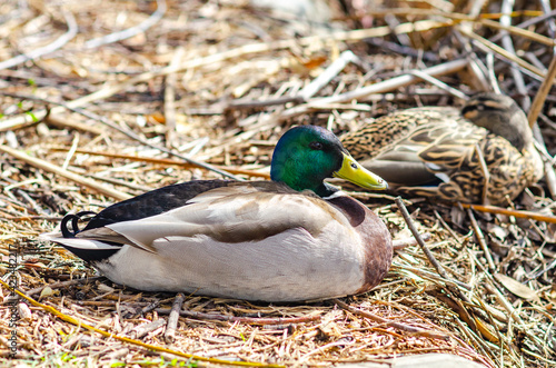 A male mallard duck (Anas platyrhynchos) sitting on the shore outside the water, Central Park, Fremont 