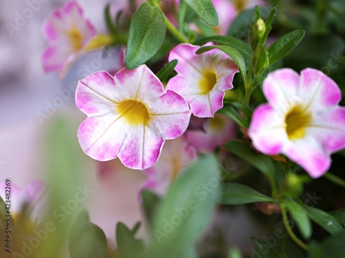 Pink flower with water drops ,petunia Calibrachoa plants in garden with blurred background and macro image ,soft focus ,sweet color ,lovely flowers ,flowering plants ,pink flowers in the garden