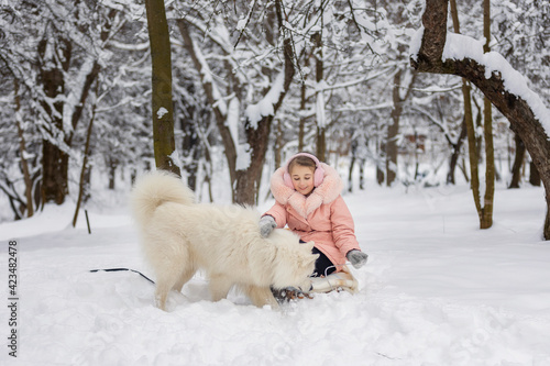 child dog samoyed © zokov_111
