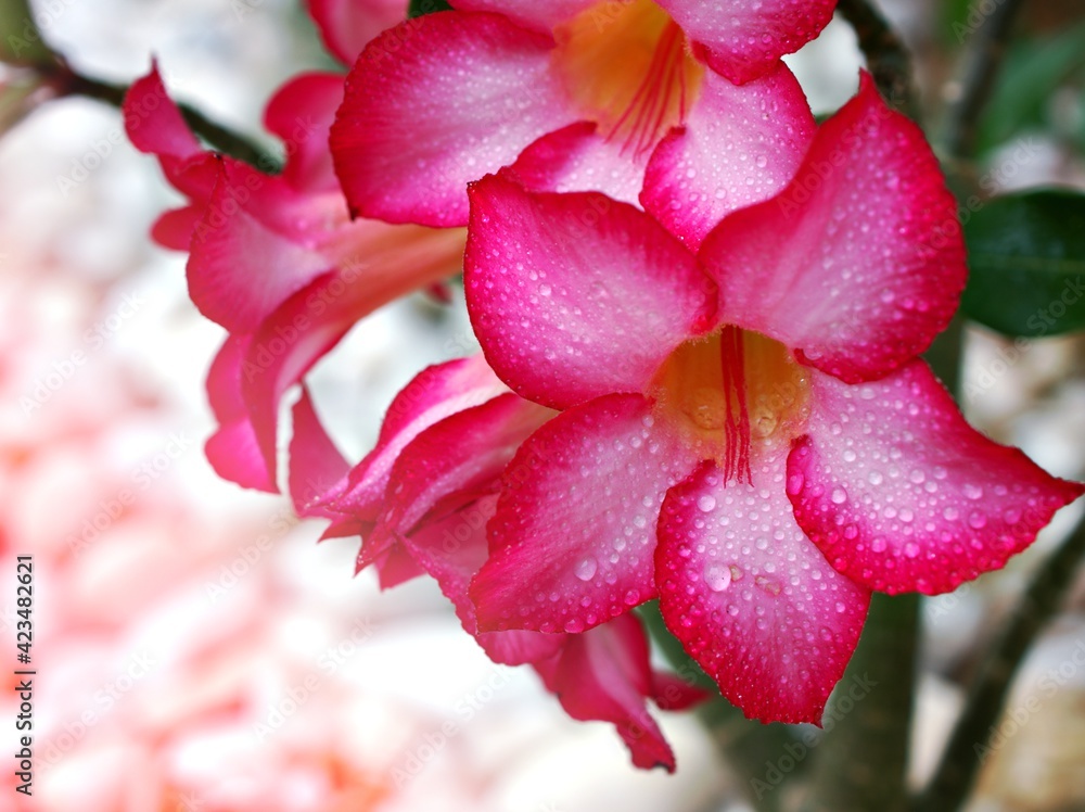 Fototapeta premium Pink desert rose with water drops , Adenium Obesum Pink desert rose with water drops , -Tuba plants in garden ,sweet color ,macro image ,lovely flowering blooming ,dew on petals and blurred background