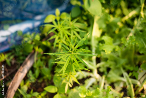 Green marijuana plants in nature.