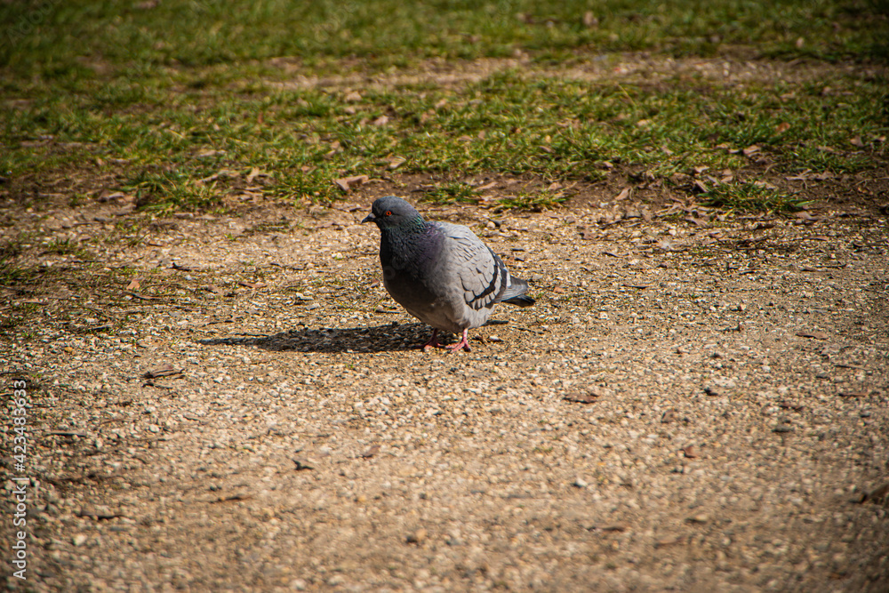 Fototapeta premium beautiful pigeon on the ground in the park, wild birds in the city, the pigeon looks and observes, nature and urban city