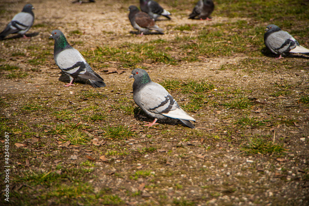 Fototapeta premium group of beautiful pigeons on the ground in the park, wild birds in the city, the pigeon looks and watches, nature and urban city