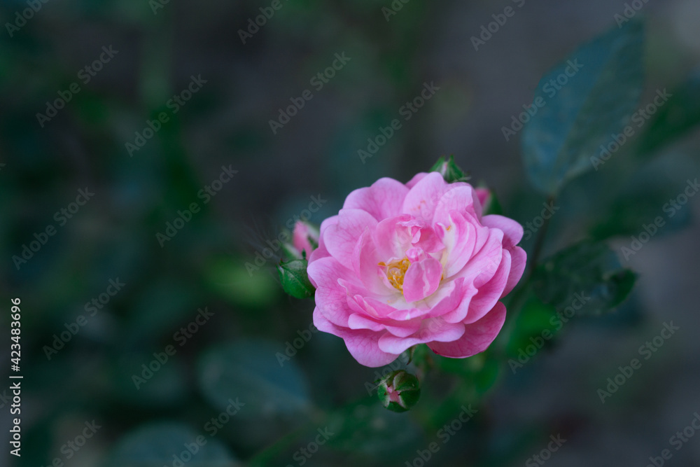 gently pink rosehip flower on a background of dark green leaves gently pink rosehip flower on a background of dark green leaves