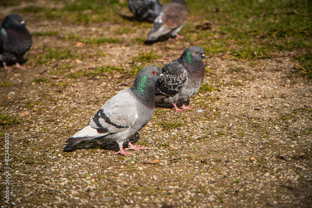 Fototapeta premium beautiful pigeon on the ground in the park, wild birds in the city, the pigeon looks and observes, nature and urban city