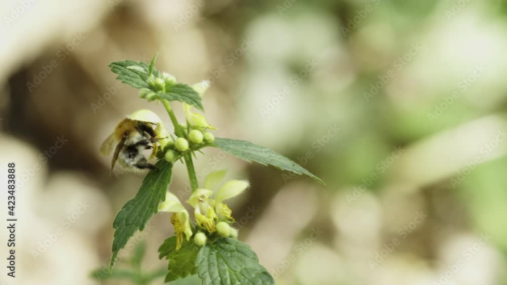 A bumblebee on the flower of the yellow archangel A bumblebee on the flower of the yellow archangel