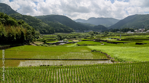 rice terraces in Japanese villege