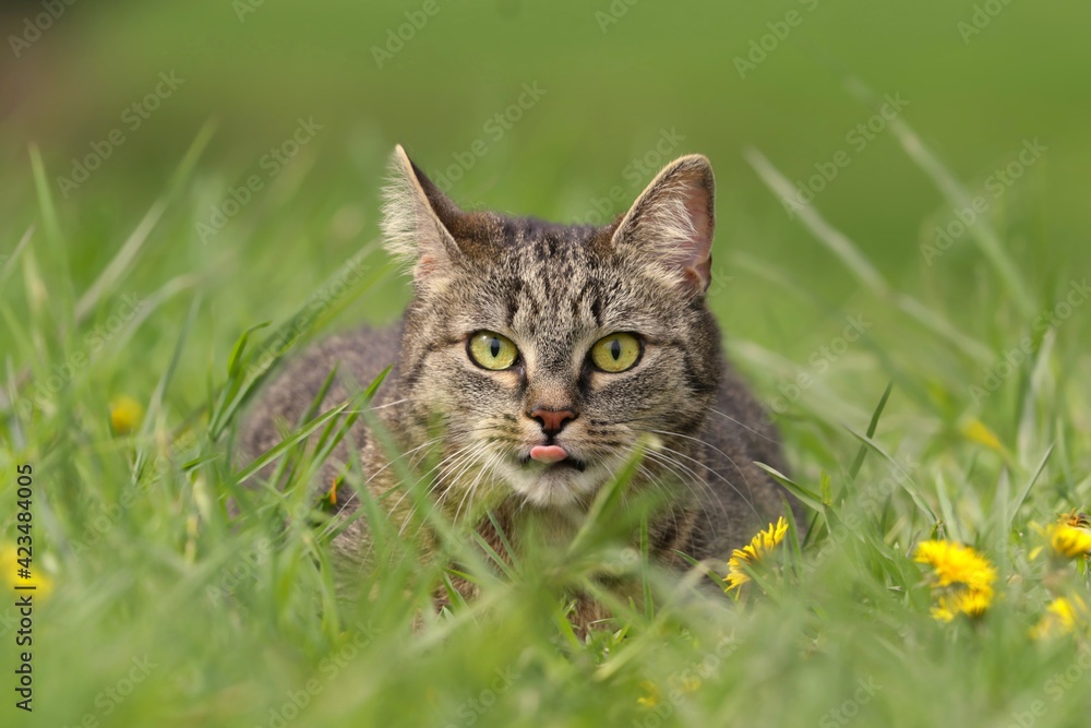 beautiful tabby cat lying in the blooming meadow