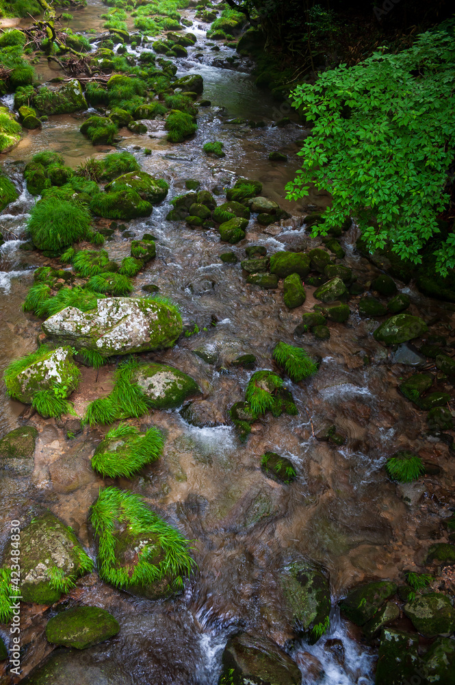 stream in forest stream in forest