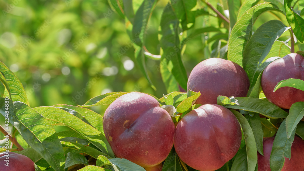 Fotografie Natural red nectarines ready for harvest