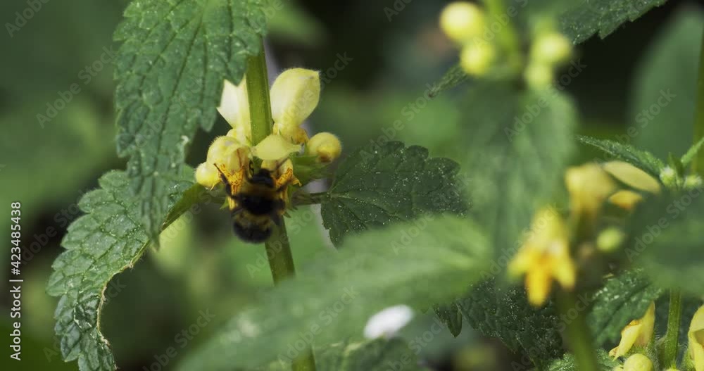 A bumblebee on the flower of the yellow archangel A bumblebee on the flower of the yellow archangel