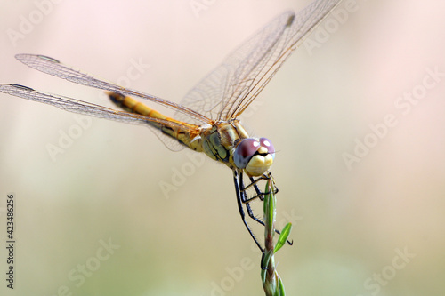 dragonfly on a leaf © Ovi