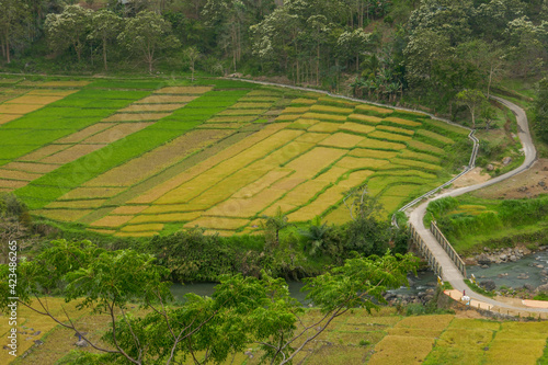 Colorful rice fields along road and river, Manggarai regency, Flores island, East Nusa Tenggara, Indonesia
