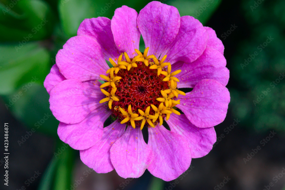 a bright pink cynia flower. Top view a bright pink cynia flower. Top view