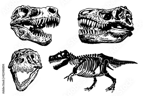 Paleontological set of dinosaur skulls and skeletons on white background,vector elements