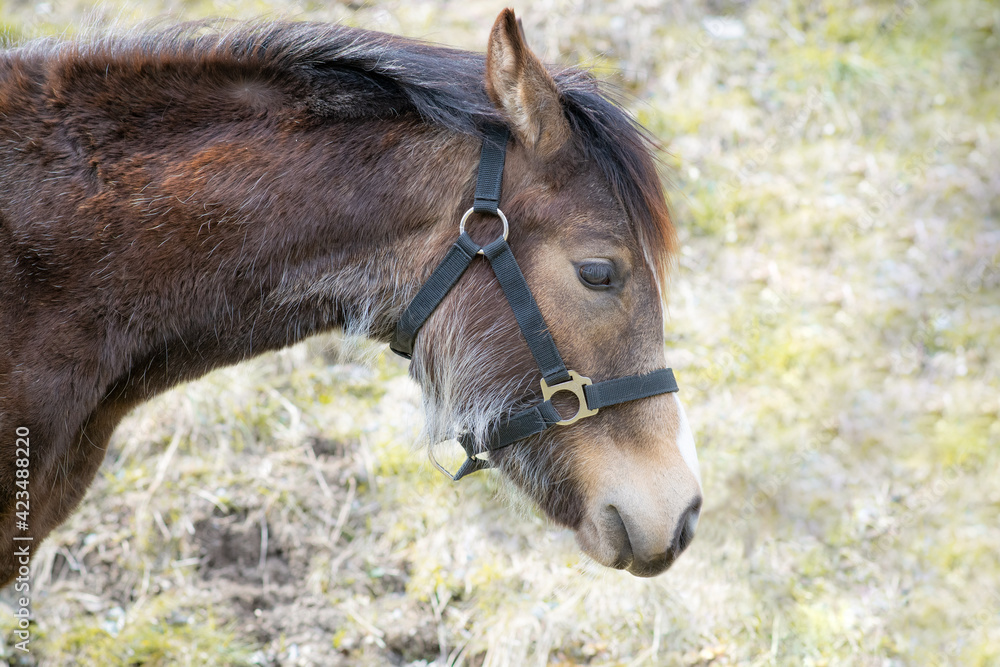 Fototapeta premium Fohlen