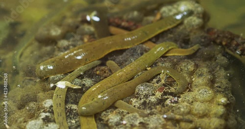 The leech in a shallow water of a stream on the frog eggs photo