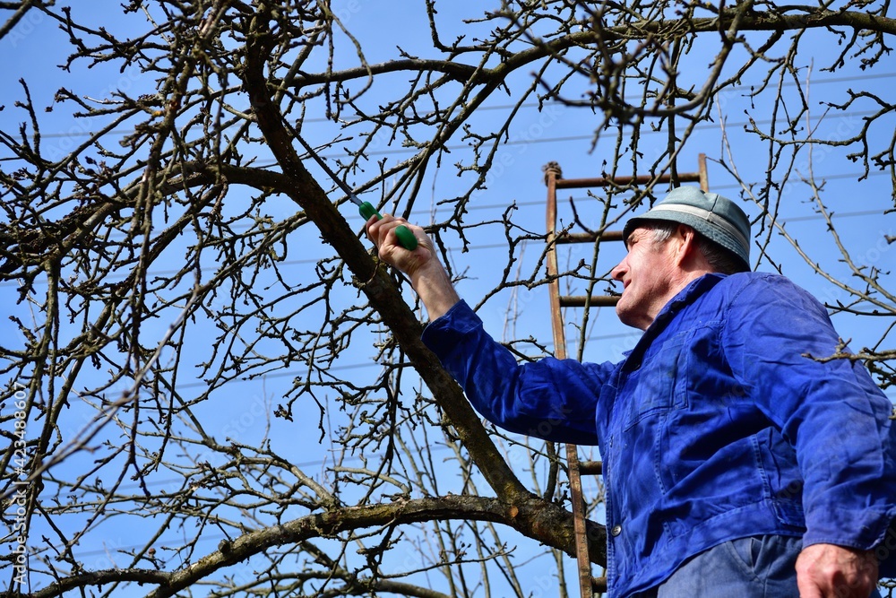 The traditional way of pruning fruit trees in the spring in the garden