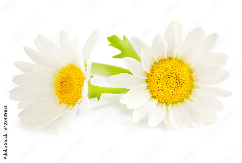 Fototapeta premium Chamomile or camomile flowers isolated on white background. Beautiful Daisy Close-up.