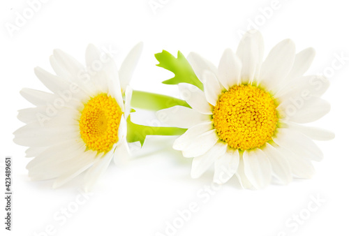 Chamomile or camomile flowers isolated on white background. Beautiful Daisy Close-up.