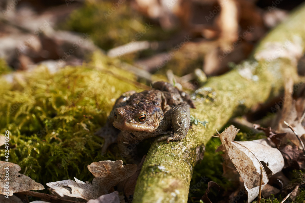 Common toad sitting between leafs and branches in forest floor in spring in Denmark Common toad sitting between leafs and branches in forest floor in spring in Denmark