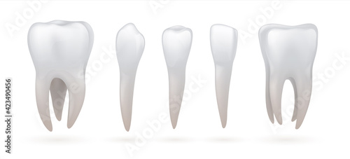 Teeth type. Realistic dental anatomy. 3D incisor and canine, white molar or premolar. Healthy enamel crown with roots. Orthodontic educational set. Vector stomatologic oral hygiene