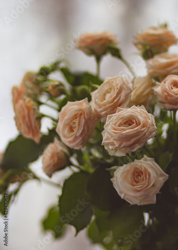 Delicate peach roses on a light blurred background close-up. Colored card for congratulations on women s day  birthday and kind words