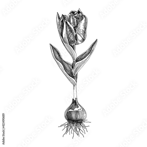 Hand drawn spring tulip flower.