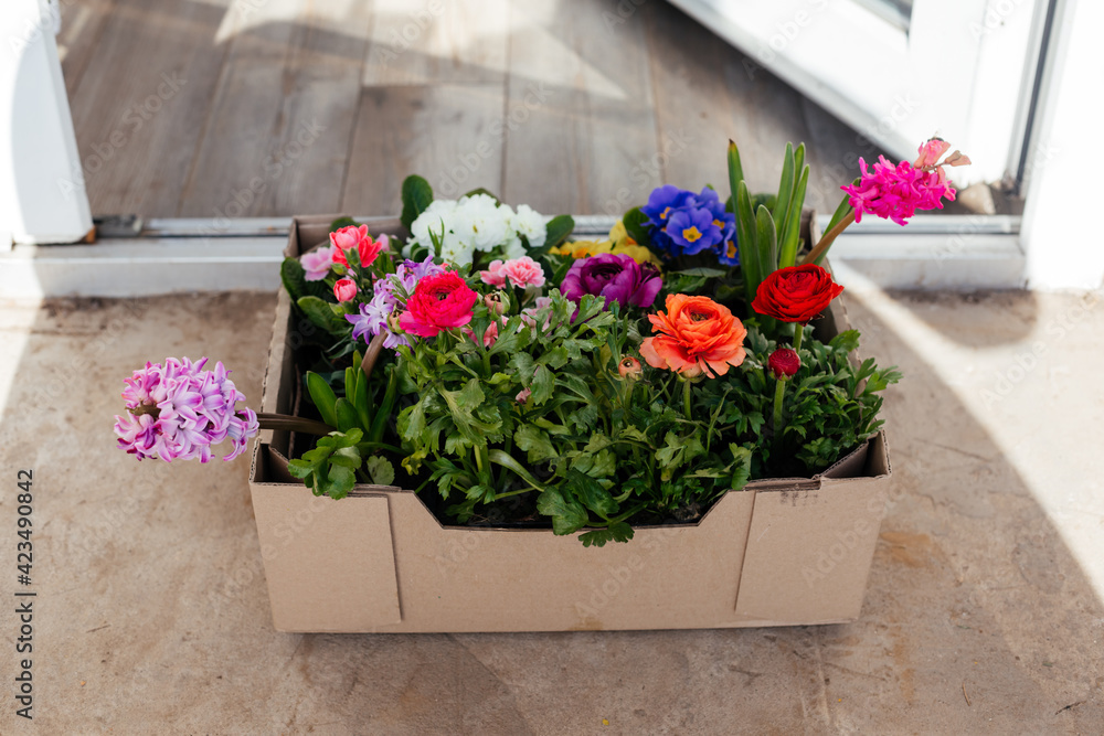 Fototapeta premium Home delivery of a small beautiful flowers