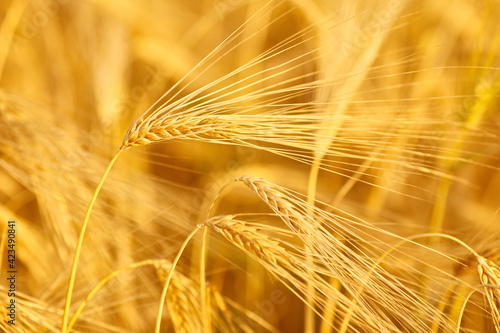 wheat in the field on blurred background close-up