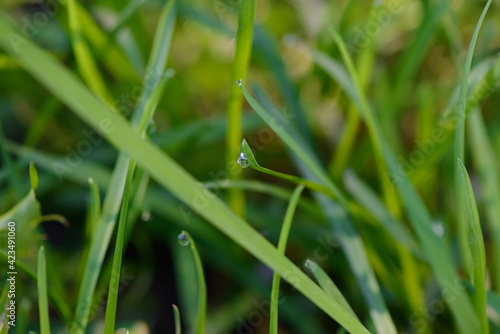 Drops of morning dew on green grass