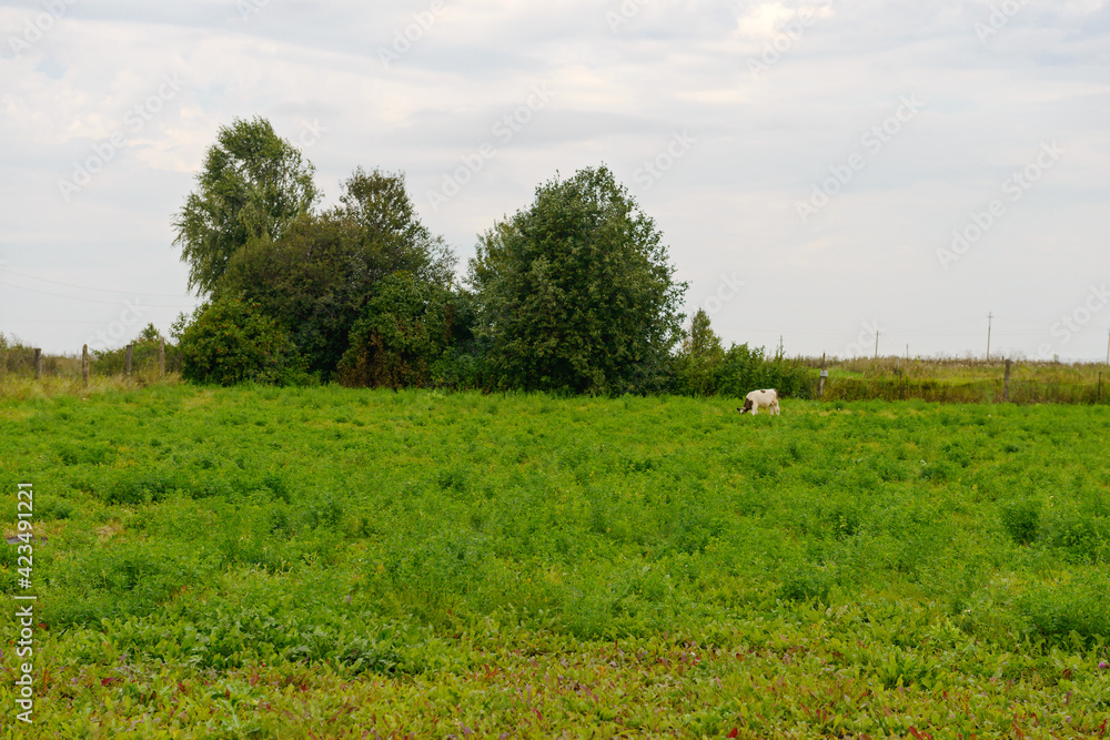 Fototapeta premium one cow grazes on a glade on a summer cloudy evening