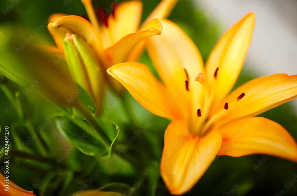 Beautiful spring or summer blooming Lily plant. Selective focus with shallow depth of field