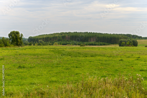 summer landscape with a green field and a forest on a hill
