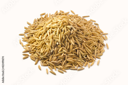 Pile of yellow gold rice. Macro of long paddy rice grains can use for background and texture. Close up of natural rice realistic closeup photo image.