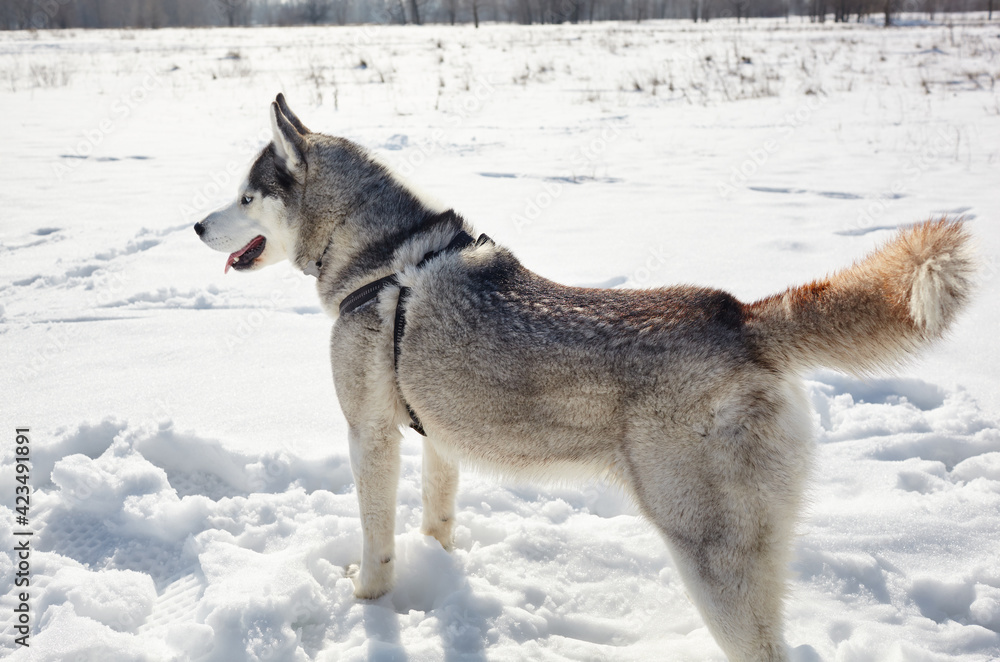 Husky dog stands in the snow and waiting for play Husky dog stands in the snow and waiting for play