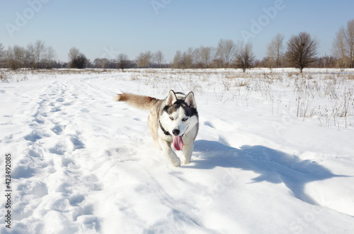 Husky dog running in the snow © supersomik