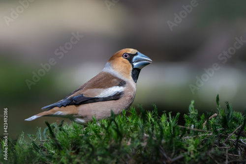 Beautiful male Hawfinch (Coccothraustes coccothraustes) in the forest of Noord-Brabant in the Netherlands.  © Albert Beukhof