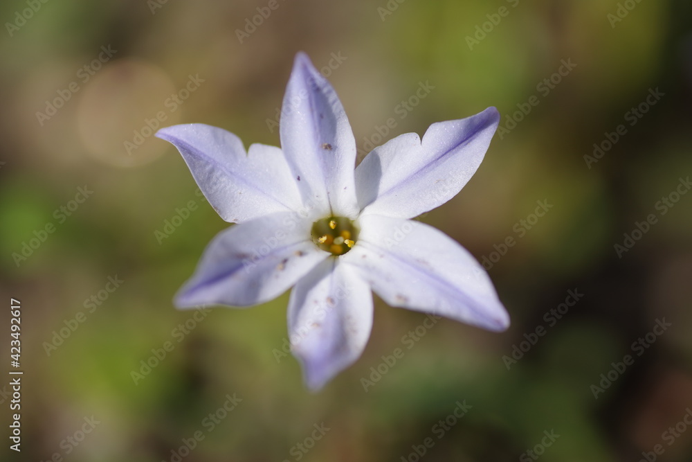 にらの花 にらの花