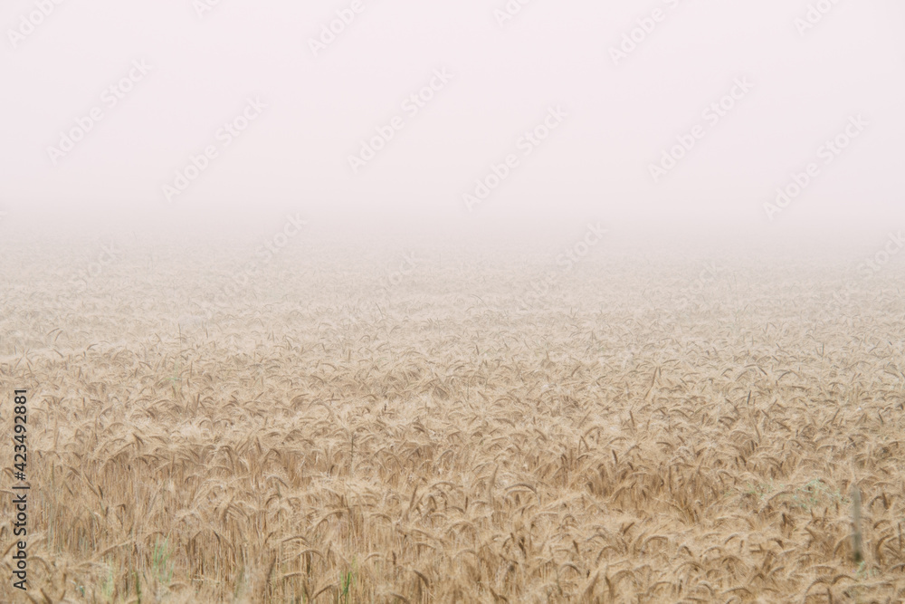 field in morning fog