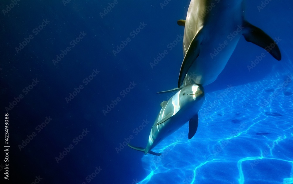 Fototapeta premium Una pareja de delfines en una piscina de agua clara. Fotografía submarina. Delfines madre e hija mirando a la cámara.