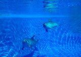 Una pareja de delfines en una piscina de agua clara. Fotografía submarina. Delfines madre e hija mirando a la cámara.