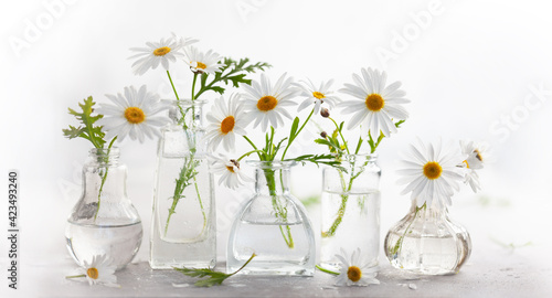 Beautiful daisy flowers in glass vases on light background. Floral compositio...