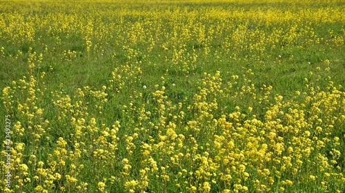 Yellow lawn