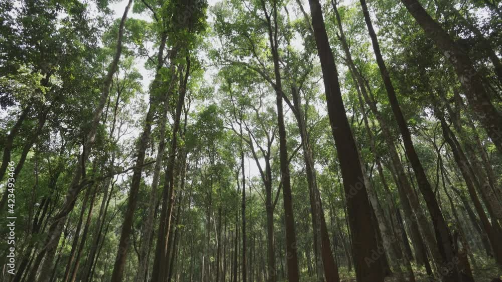 Nature green wood sunlight backgrounds. Beautiful sun rays illuminating a forest in vivid shades of fresh green.Nan Thailand Nature green wood sunlight backgrounds. Beautiful sun rays illuminating a forest in vivid shades of fresh green.Nan Thailand