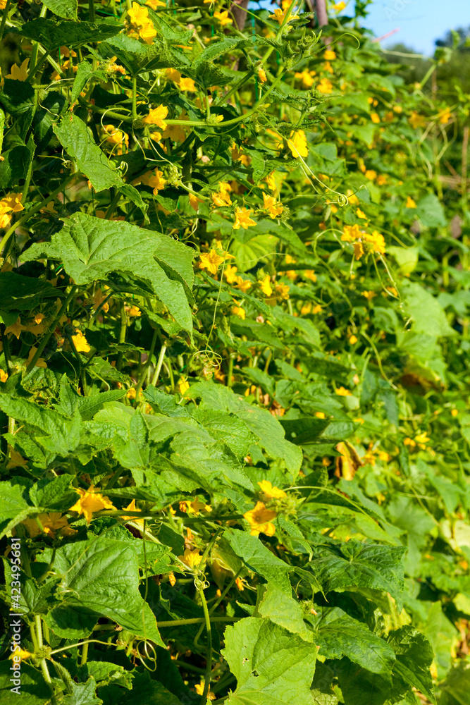 Fototapeta premium Blooming cucumber garden