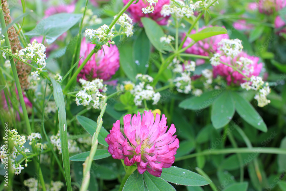 Red clover flowers on the summer meadow after rain. Natural floral background. Shamrock field Red clover flowers on the summer meadow after rain. Natural floral background. Shamrock field
