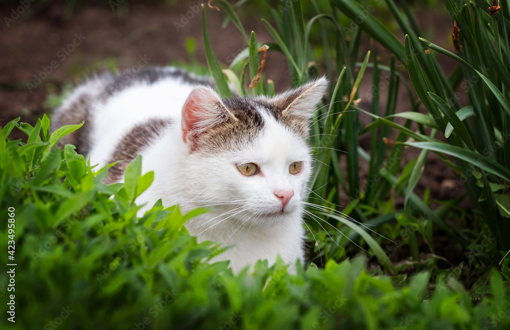 White spotted cat in the garden among the thick grass. Cat ambushed while hunting White spotted cat in the garden among the thick grass. Cat ambushed while hunting