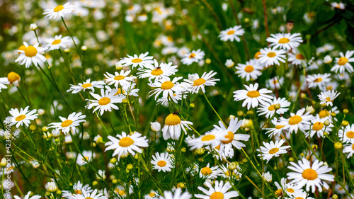 White daisies on the meadow. Floral background